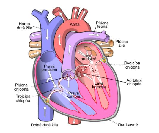Srce a vysoky krvny tlak